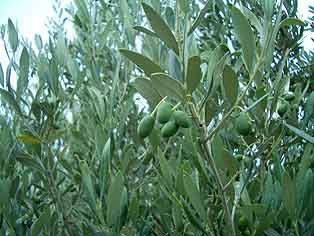 Olives! They grow on trees!