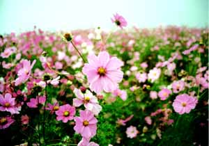 A flower patch at the top of the Hozu River