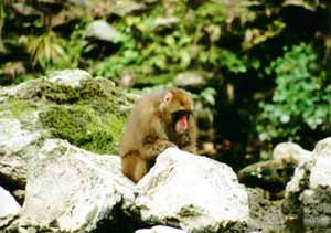 Hoo hoo, haw haw...I'm a monkey!