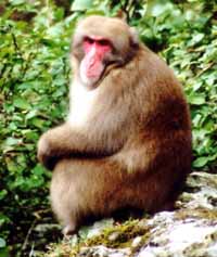 Can you ever have enough monkey pictures?