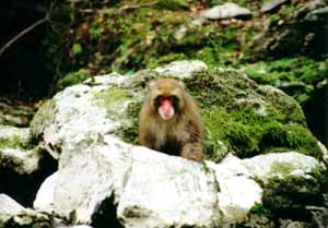 I, too, am a monkey.